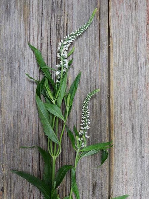 WHITE VERONICA